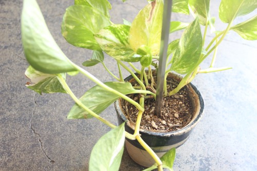 menuiオリジナルPlantHangerプラントハンガー観葉植物を上から吊れるフック